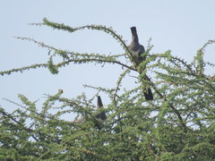 Corythaixoides leucogaster