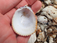 Acrosterigma pristipleura