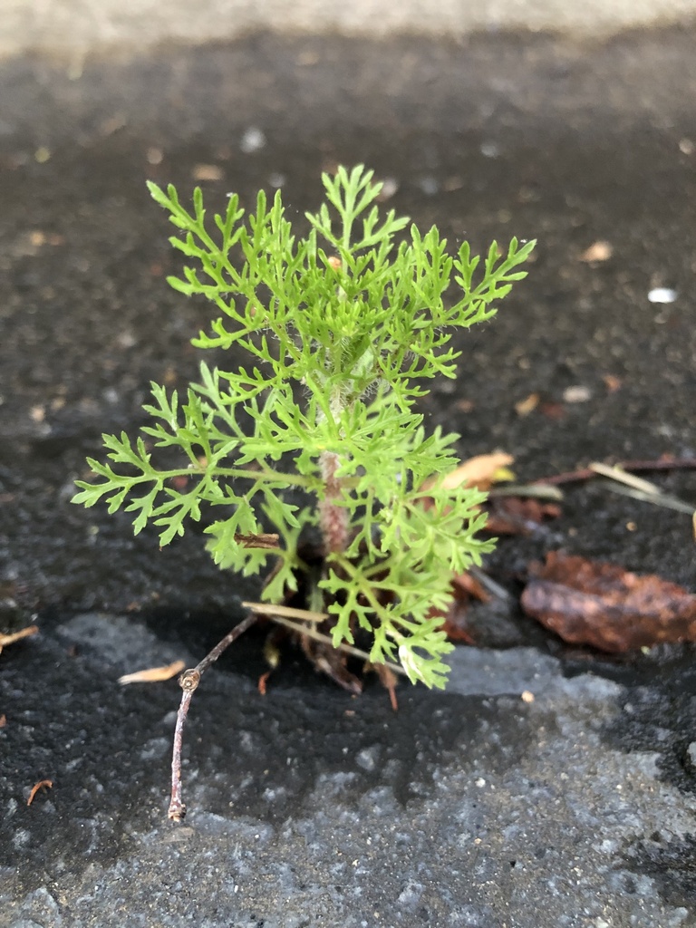 dogfennel from Tribute Place Dr, Huntersville, NC, US on April 28, 2023