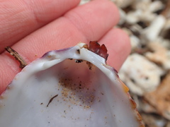 Acrosterigma pristipleura