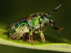 Augochloropsis viridula