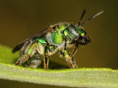 Augochloropsis viridula