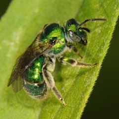 Augochloropsis viridula