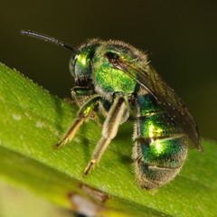 Augochloropsis viridula