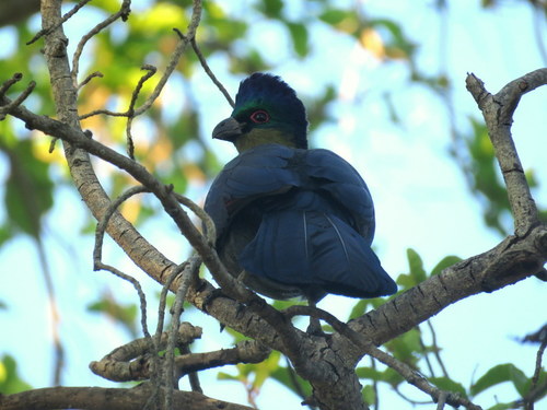 Gallirex porphyreolophus