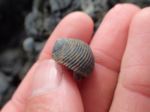 Rough-ribbed Nerite