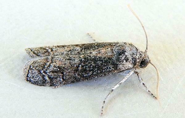 Pseudocabima arizonensis