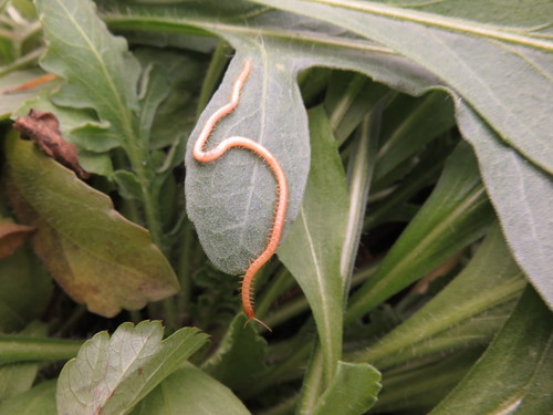 Stigmatogaster subterranea