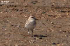 Pluvialis squatarola