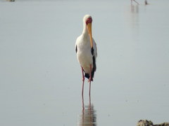 Mycteria ibis