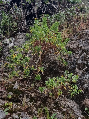 Hypericum glandulosum image