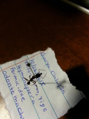 Odontomachus simillimus