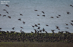 Limosa lapponica