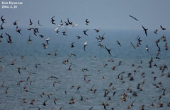 Limosa lapponica