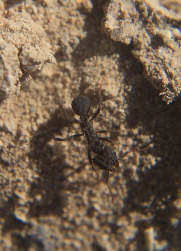 Trachymyrmex smithi