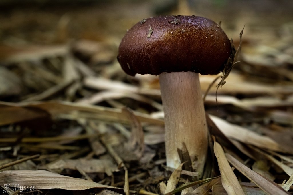 Stropharia rugosoannulata · April 2023 · photo: © kuroulysses (iNaturalist, cc-by)