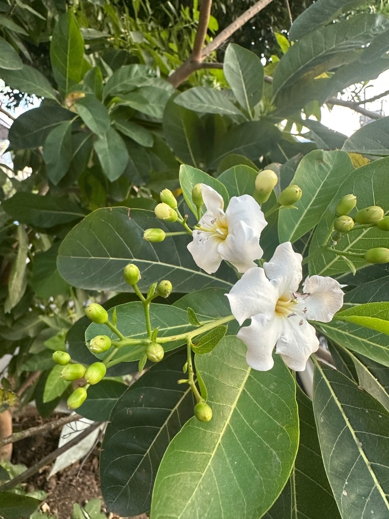 Bourreria huanita