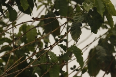 Coffea arabica image