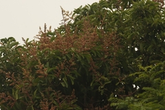 Mangifera indica image