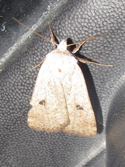 Agrotis vetusta