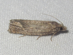 Pelochrista corosana