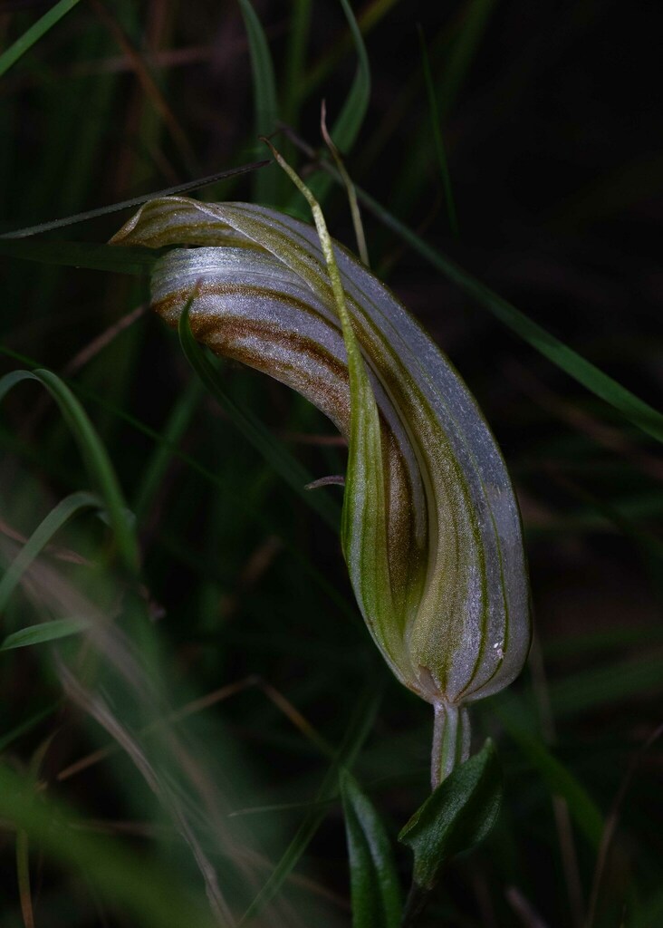 Pterostylis truncata