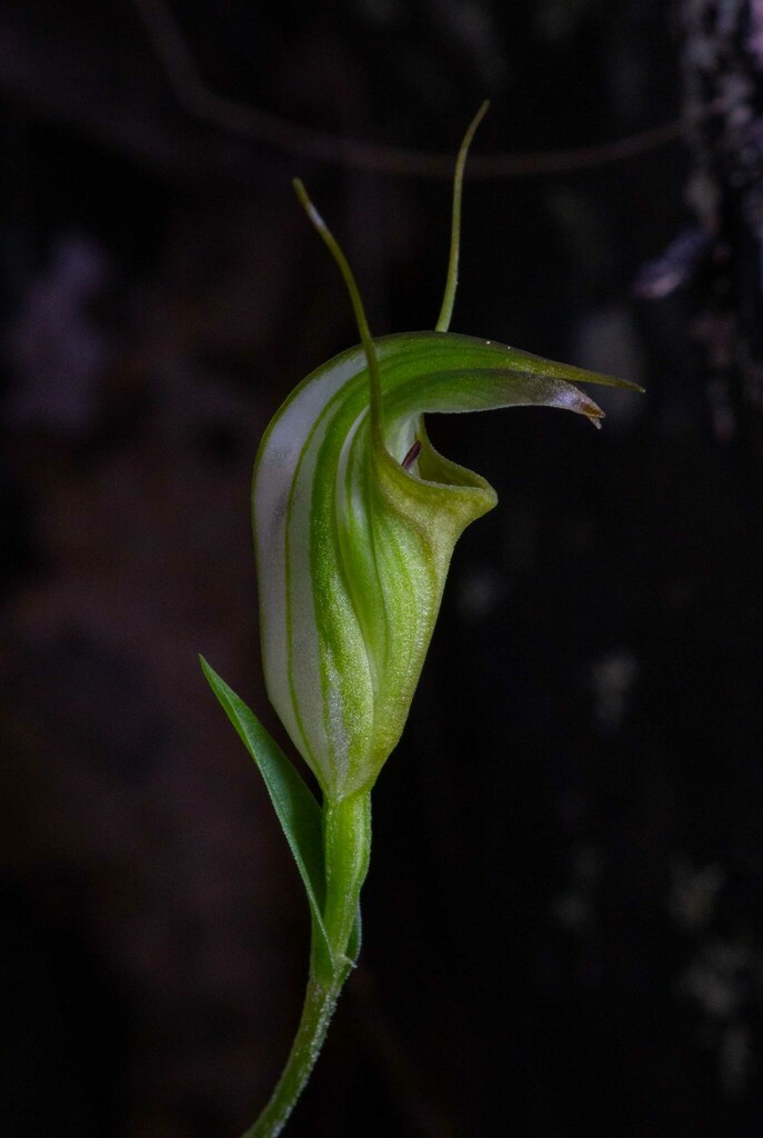 Pterostylis torquata