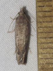 Pelochrista corosana