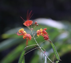 Caesalpinia pulcherrima image