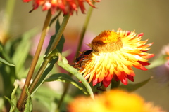 Spilostethus pacificus