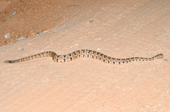 Crotalus enyo
