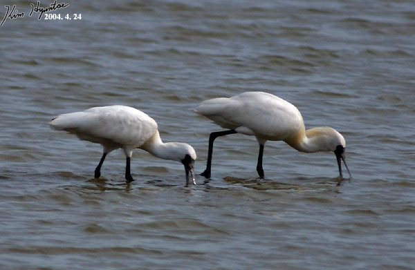 Black-faced spoonbill in Chungcheongnam-do, KR, iNaturalist research-grade observation