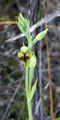 Calochilus herbaceus