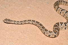 Crotalus enyo
