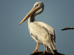 Pelecanus onocrotalus