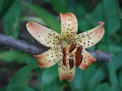 Lilium canadense