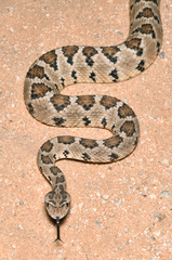 Crotalus enyo