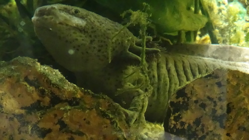 Axolotl