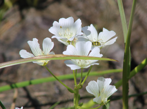 Sebastopol meadowfoam (Limnanthes vinculans)