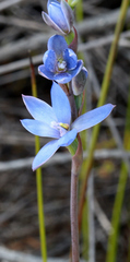 Thelymitra aemula
