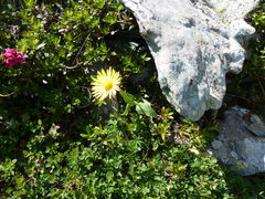 Doronicum clusii