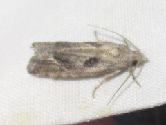 Pelochrista corosana