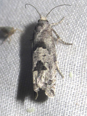 Pelochrista pulveratana