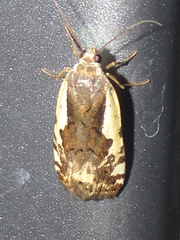Tarache augustipennis