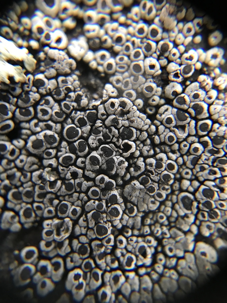 Pale Pepper-spore