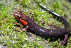 Desmognathus imitator