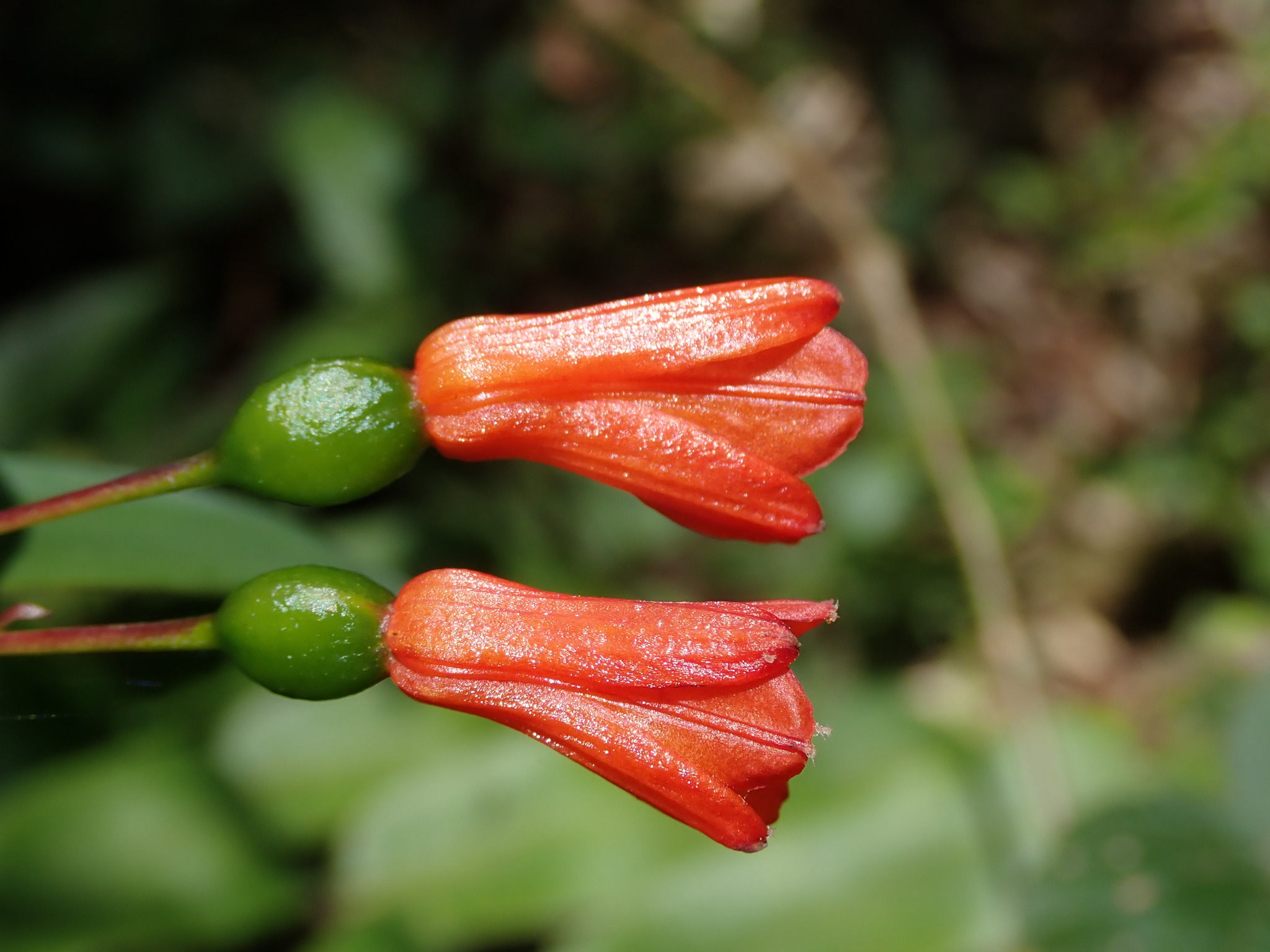 Bomarea distichifolia image