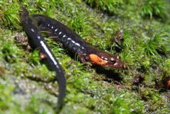 Desmognathus imitator
