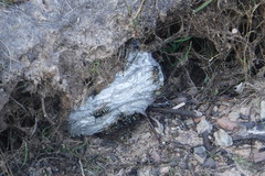 Dolichovespula albida