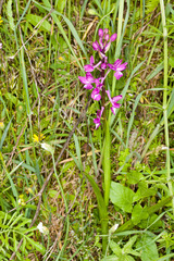 Anacamptis laxiflora